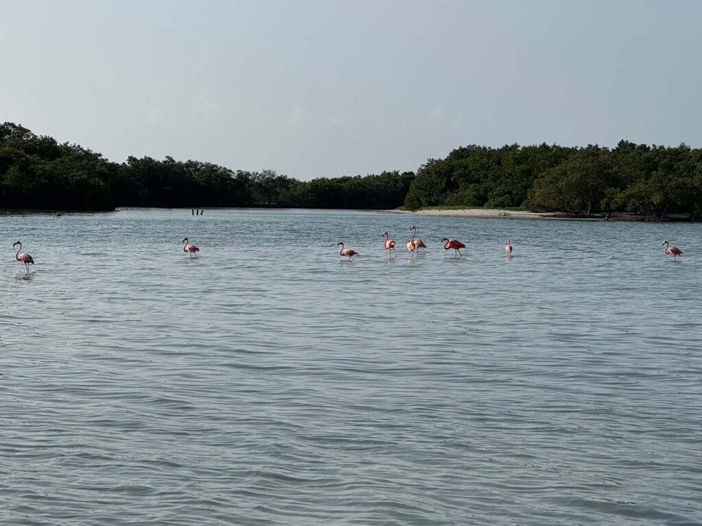 Flamingo’s spotten bij Punta Mosquito