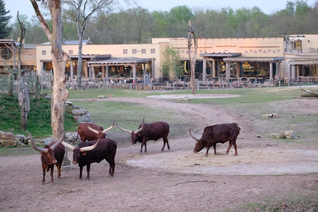 Beekse Bergen Safari hotel met kinderen