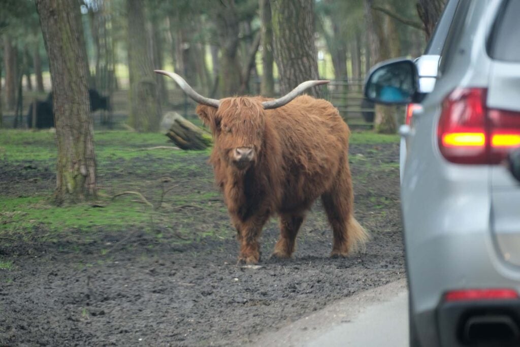 Beekse Bergen Safari hotel met kinderen
