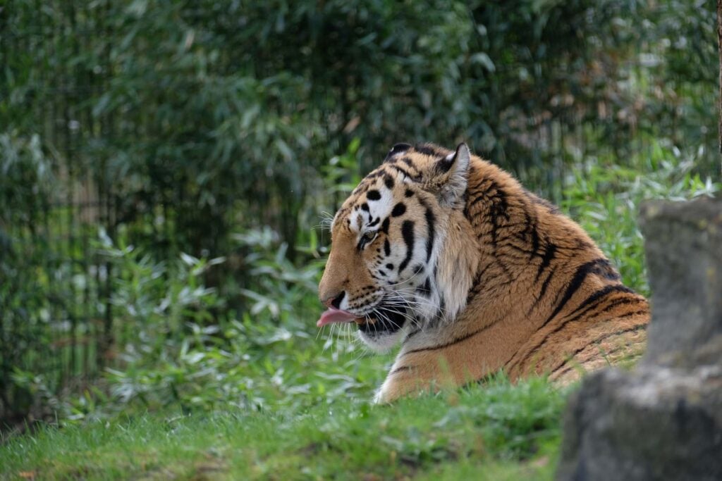 Beekse Bergen Safari hotel met kinderen