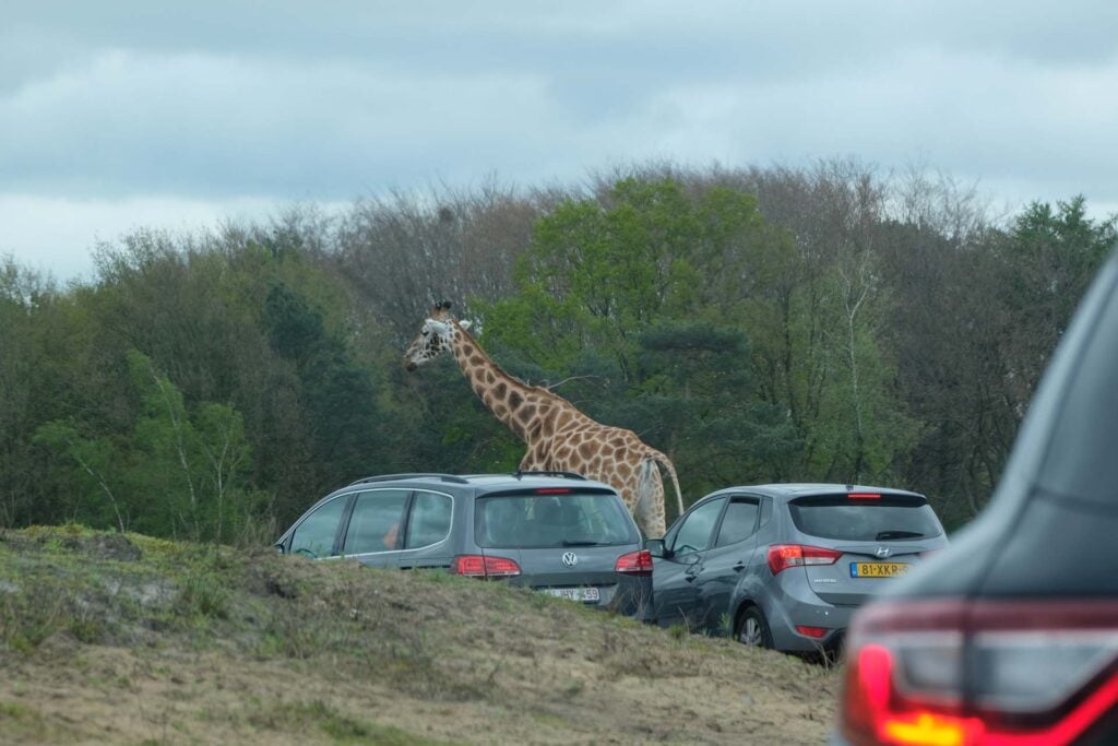 Gezicht op een giraffe die tussen auto's door kijkt bij Safari Hotel Beekse Bergen.
