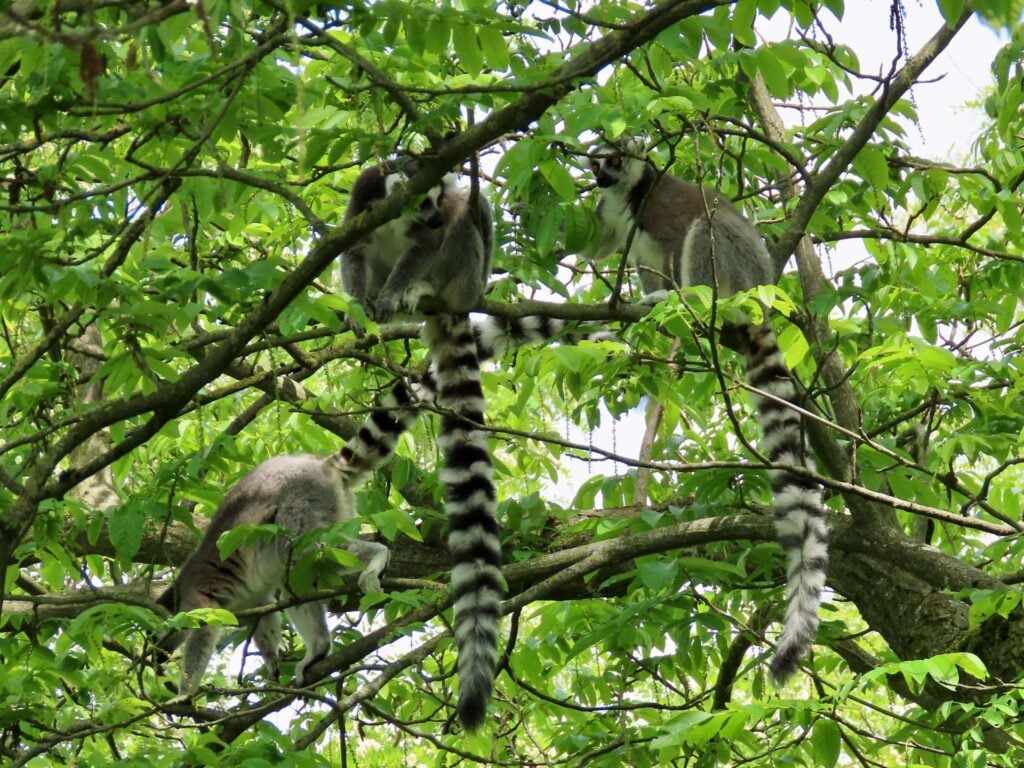 Parc des Oiseaux