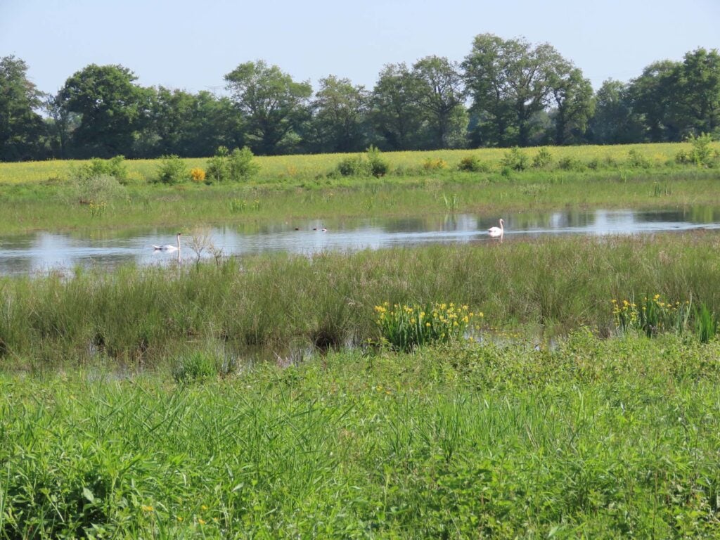 Vogels spotten in La Dombes