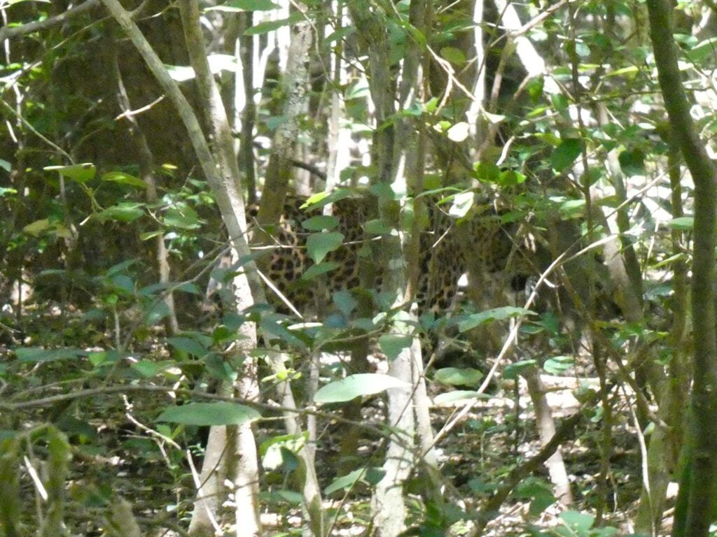 Wilpattu Nationaal Park