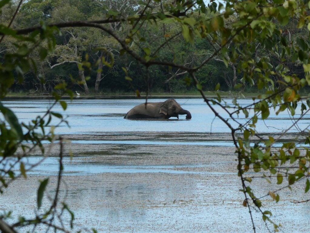 Wilpattu Nationaal Park