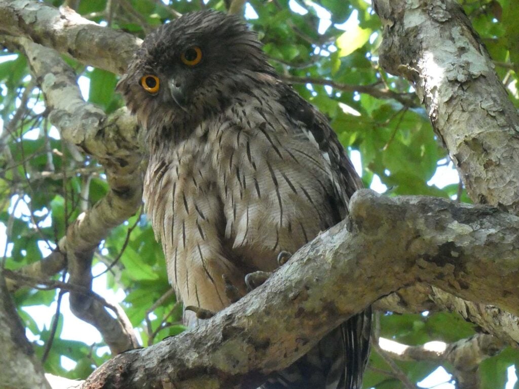 Wilpattu Nationaal Park