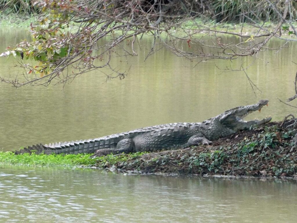 Wilpattu Nationaal Park