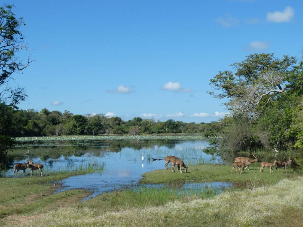 Wilpattu Nationaal Park