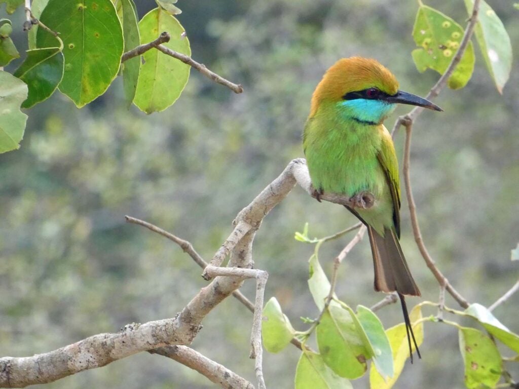 Wilpattu Nationaal Park