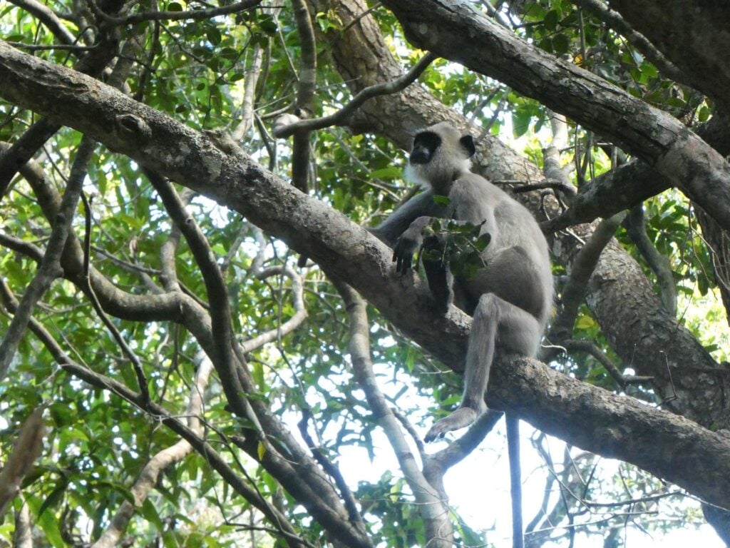 Wilpattu Nationaal Park