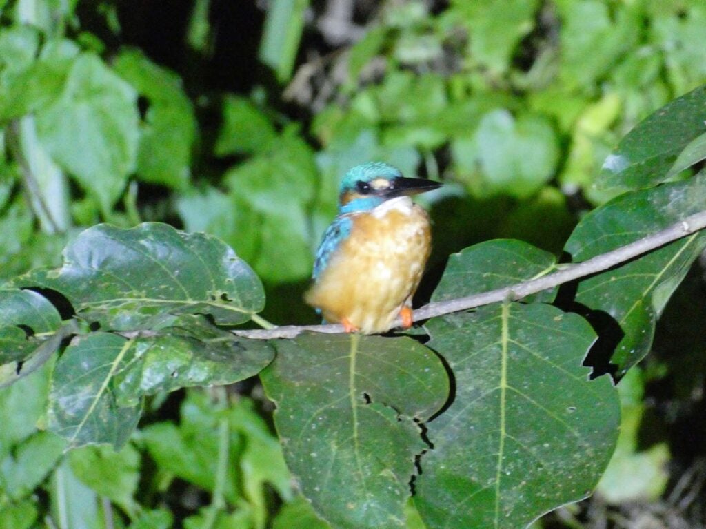 Wilpattu Nationaal Park