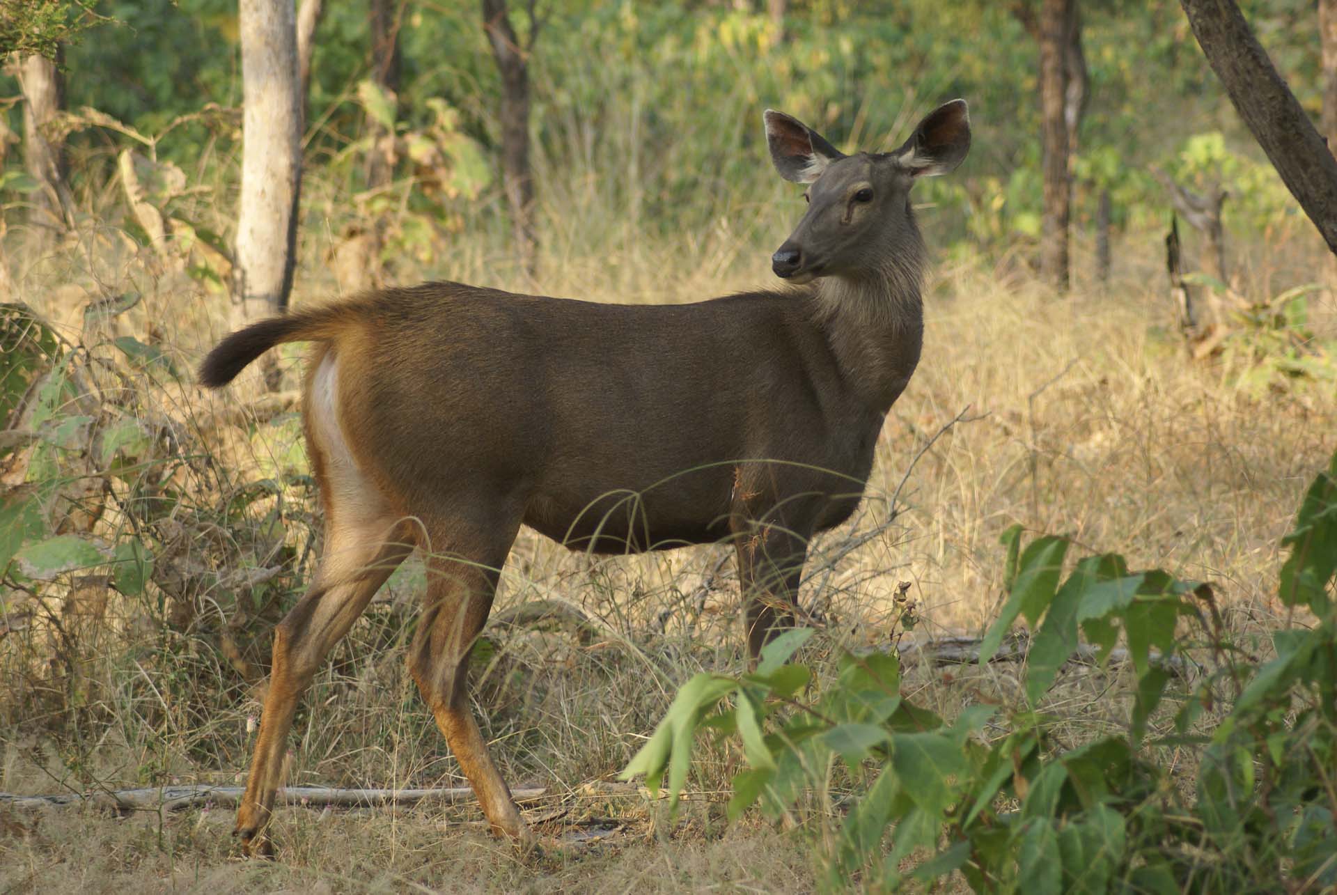 india NP india NP